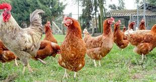 فروش نیمچه مرغ سه ماهه، چهارماهه و پنج ماهه در اراک - سپید طیور
